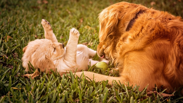 golden retriever easiest dogs to train