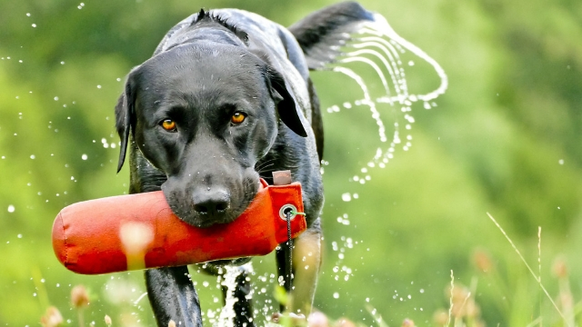 labrador easiest dogs to train