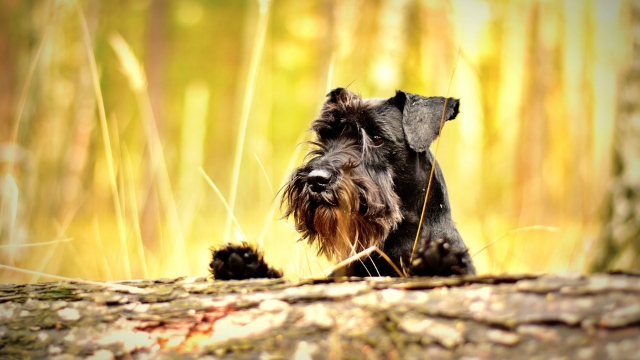 miniature schnauzer easiest dogs to train