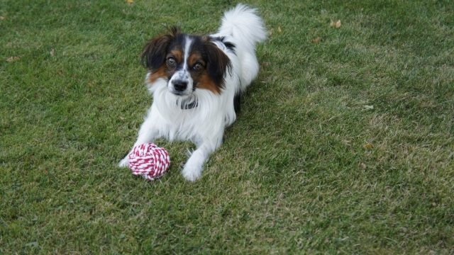 papillon easiest dogs to train