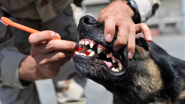 Dog dental care tools