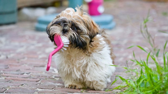 How To Stop A Dog From Chewing: Tips And Tricks