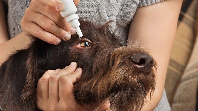 Dog conjunctivitis (pink eye) on dogs