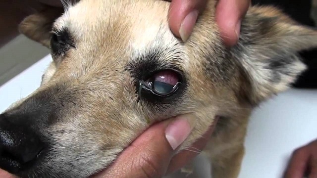Glaucoma on dogs