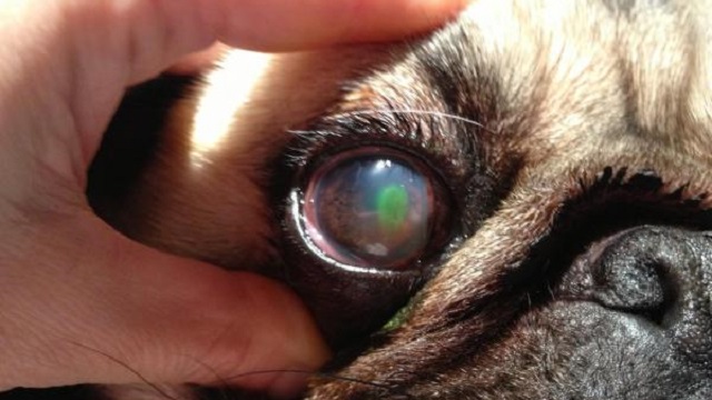 Keratoconjunctivitis Sicca on dogs