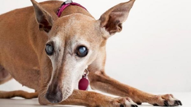 Progressive Retinal Atrophy on dogs