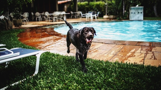 Black Lab swimming