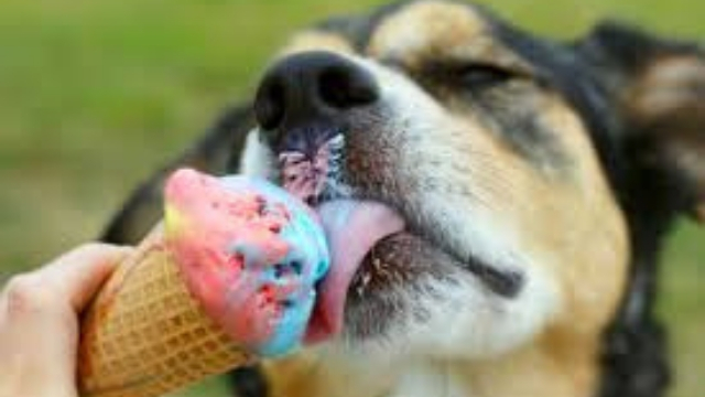 is it bad can dogs eat ice cream