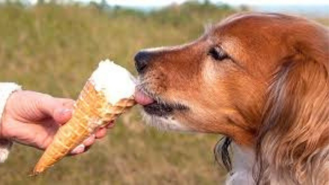 dog eating 4 dog ice cream recipes
