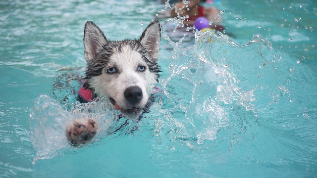 Dog refresh swimming