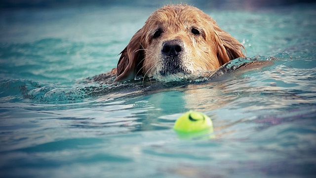 Dog swimming after tennis ball