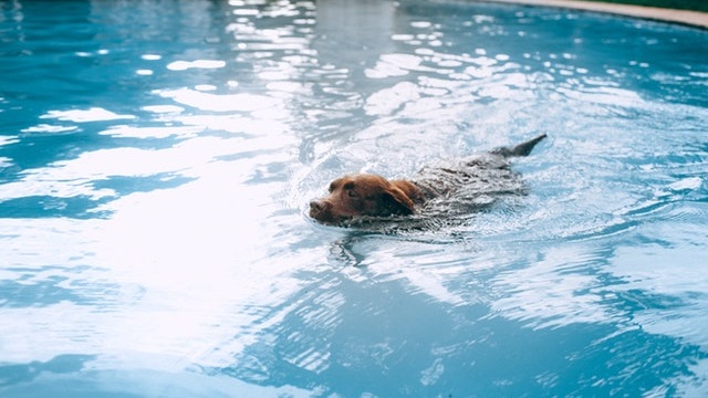 Dog swimming