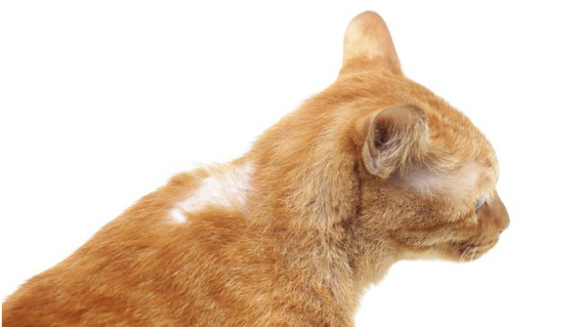 Cat Losing Hair: Causes and Solutions | Barking Out Loud