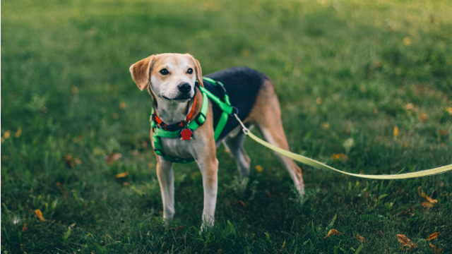 off-leash long leash