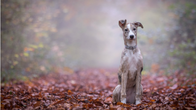 off-leash when