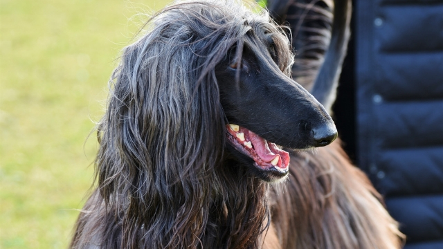 afghan hound fastest dog breeds