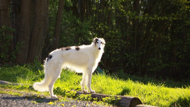 borzoi fastest dog breeds