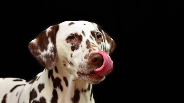dalmatian fastest dog breeds