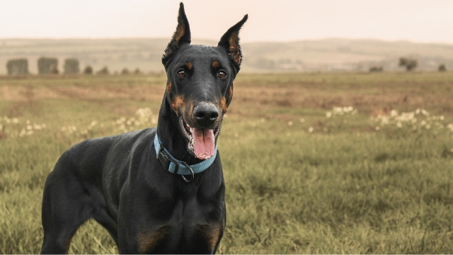 doberman pinscher fastest dog breeds