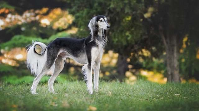 greyhound fastest dog breeds
