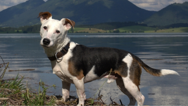 jack russell fastest dog breeds