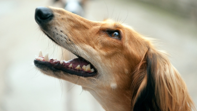 saluki fastest dog breeds