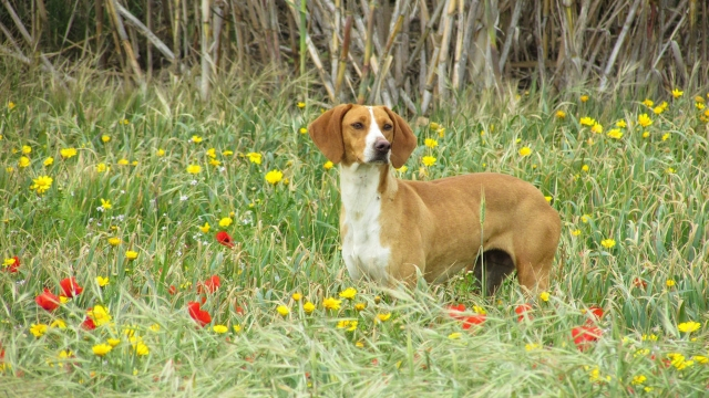 vizla fastest dog breeds