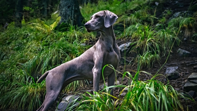 weimaraner fastest dog breeds