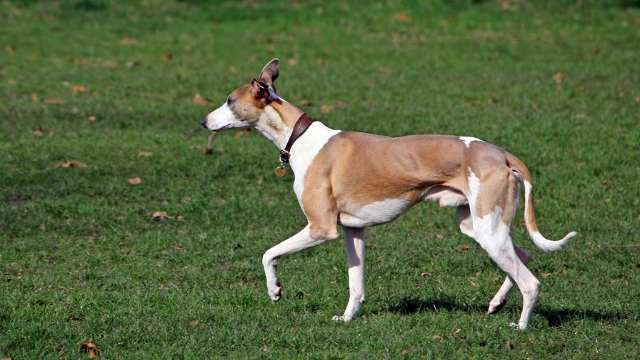 whippet fastest dog breeds