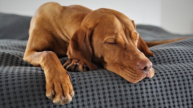 The Importance of Sleep for Dogs and Cats