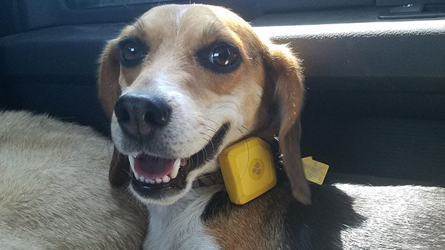Lucy and her Findster Duo | #FindsterDuo #PetTracker