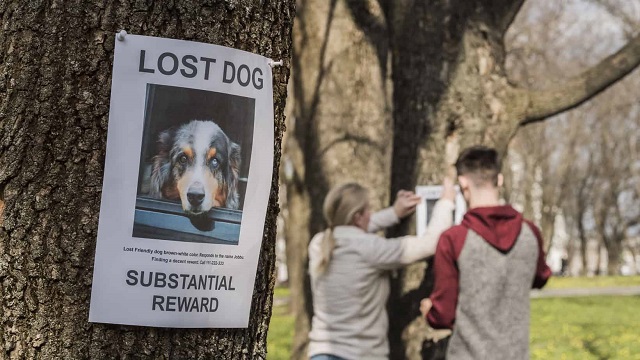 Chances Of Finding A Lost Dog After 24 Hours