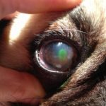 keratoconjunctivitis-sicca-dogs - Barking Out Loud, a blog by Findster