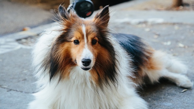 Lassie, The World's Most Famous Dog