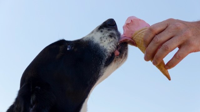 Best Dog Ice Cream Recipes For Your Pooch's Delight