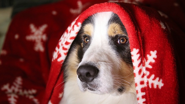 pet safety tips for christmas - help your pet cope with the chaos