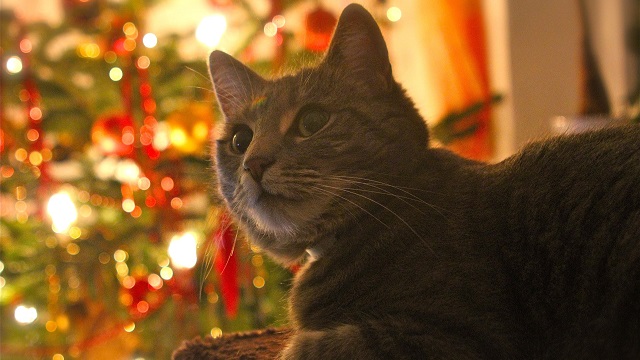 pet safety tips for christmas - feast is for humans only