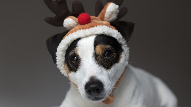 pet safety tips for christmas - other types of ornaments