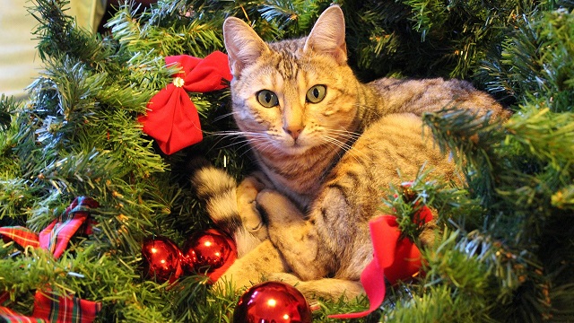 pet safety tips for christmas - keeping the tree in one piece
