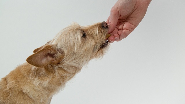 nutrition tips for pets - dog being fed treat