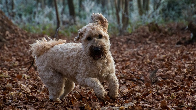 10 Irish Breeds You May Not Know About