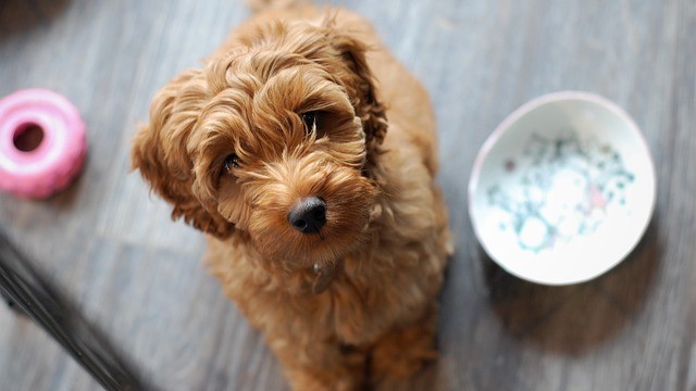 7 Toxic Foods For Pets You May Not Be Aware Of